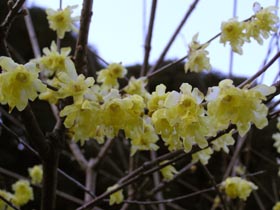 �����̗��̃��E�o�C